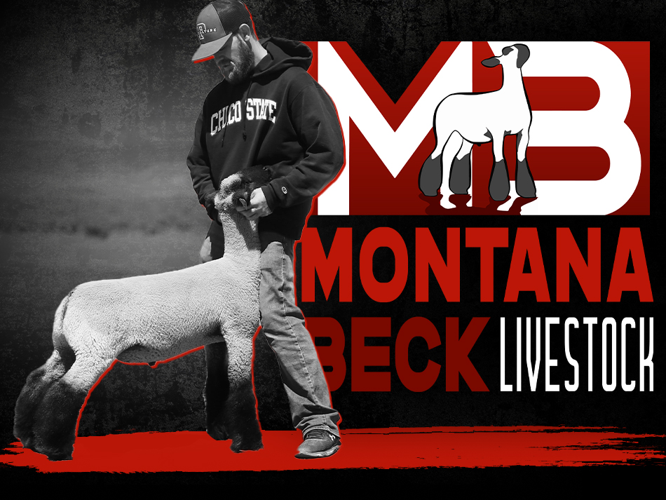 Montana Beck Livestock